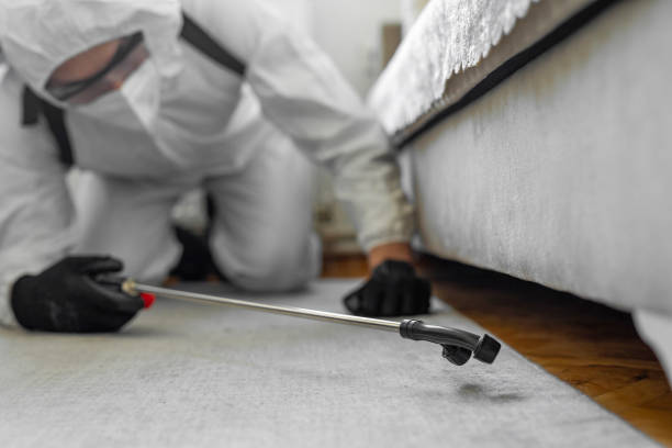 Professional Bed Bug Control technician working in Wright City, MO